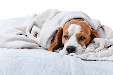 Animal Pain Awareness Month: What You Should Know