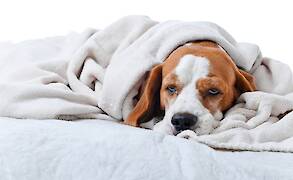 Animal Pain Awareness Month: What You Should Know
