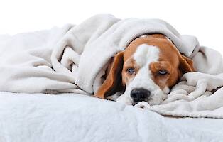 Animal Pain Awareness Month: What You Should Know