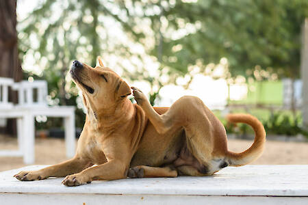 Itchy Pet Awareness Month