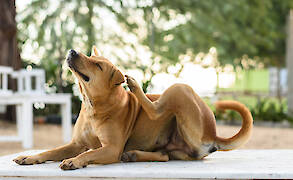 Itchy Pet Awareness Month