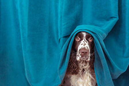 A Guide to Dog Anxiety: Causes, Signs & How to Help