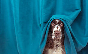 A Guide to Dog Anxiety: Causes, Signs & How to Help