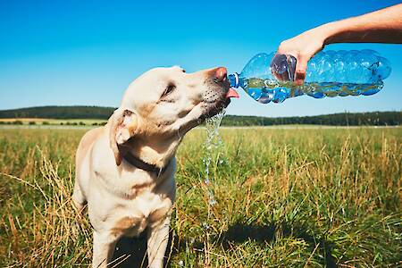 Recognizing Dehydration in Dogs