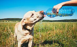 Recognizing Dehydration in Dogs