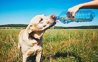 Recognizing Dehydration in Dogs