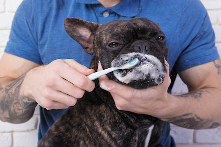 The Importance of Dog Dental Care