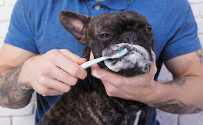 The Importance of Dog Dental Care