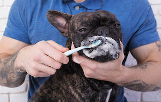 The Importance of Dog Dental Care