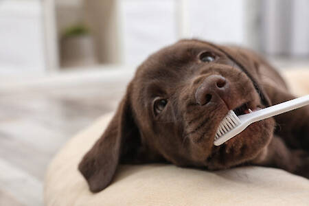 The Importance of Dog Dental Care