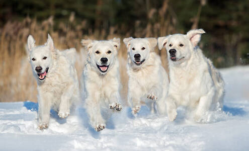 Comprehensive Guide to Canine Joint Health