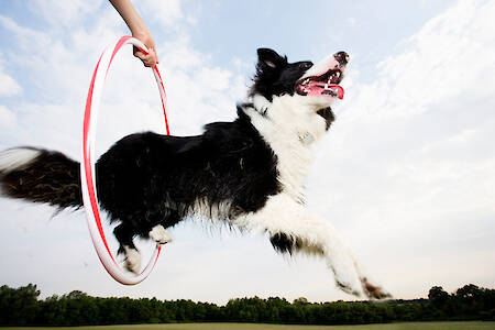 Comprehensive Guide to Canine Joint Health