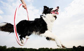 Comprehensive Guide to Canine Joint Health