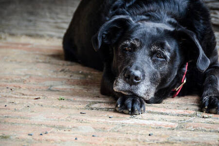 Addressing Aging Joints in Dogs and the Role of Hip & Joint Supplements