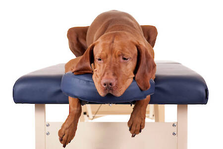 Addressing Aging Joints in Dogs and the Role of Hip & Joint Supplements