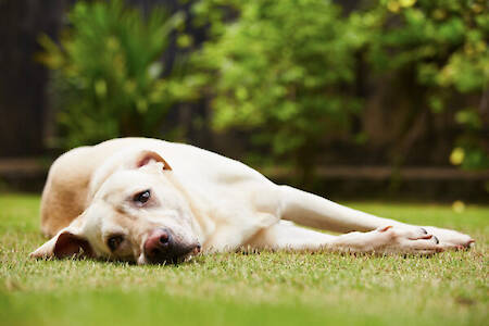 Addressing Aging Joints in Dogs and the Role of Hip & Joint Supplements